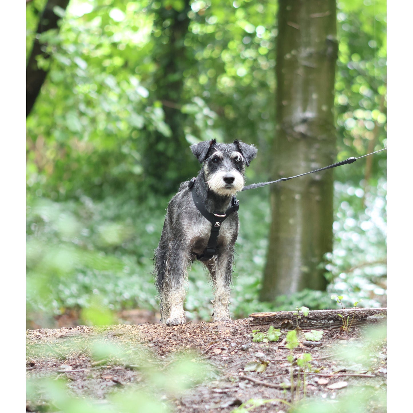 Dog harness by Pure Colors, featuring a black adjustable design, seen on a wet, gray Miniature Schnauzer in a forest.
