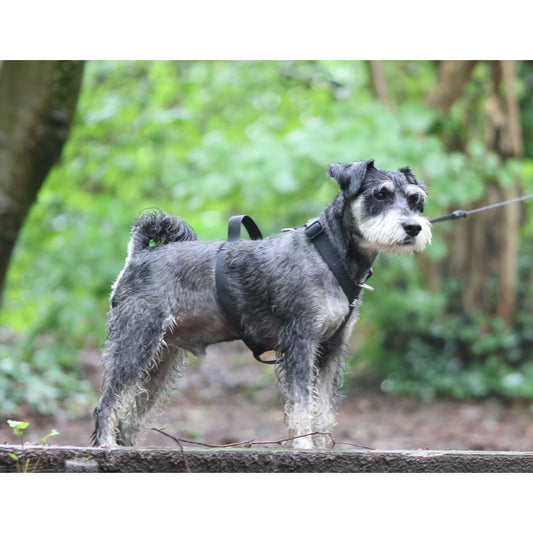 Mini Waterproof Dog Harness