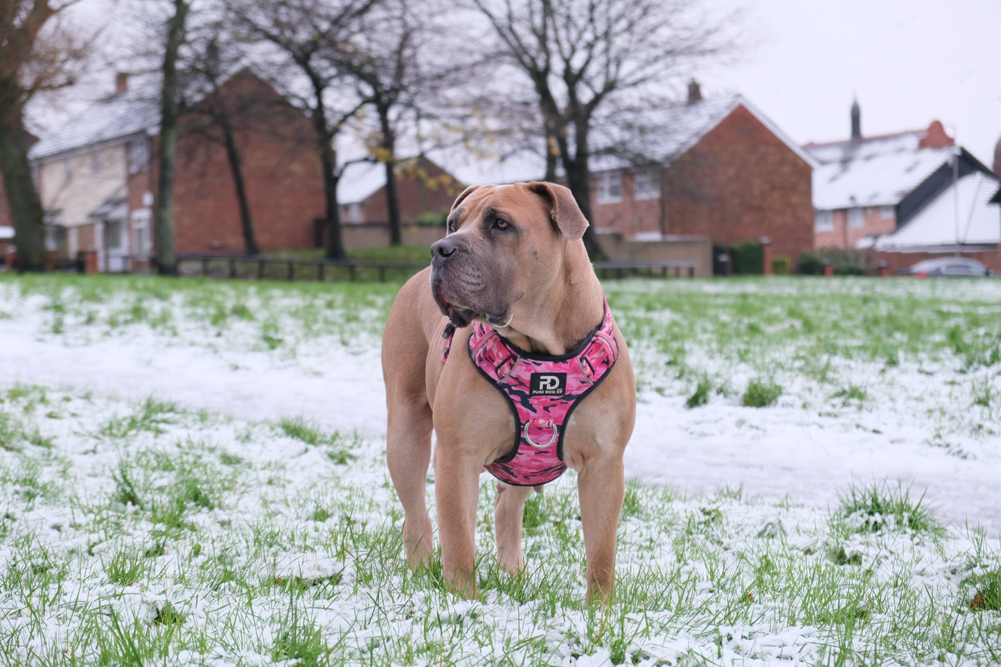 Pink camouflage dog harness from Pure Dog K9, worn by a tan dog standing in a snowy yard.