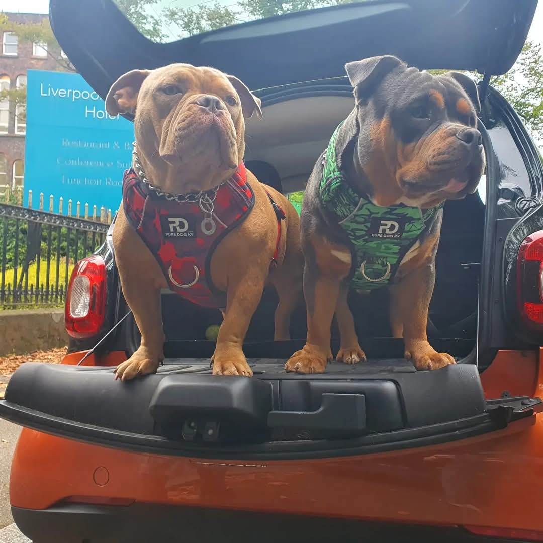 Green camo dog harness by Pure Dog KP, seen on a bulldog in the open hatch of an orange car.