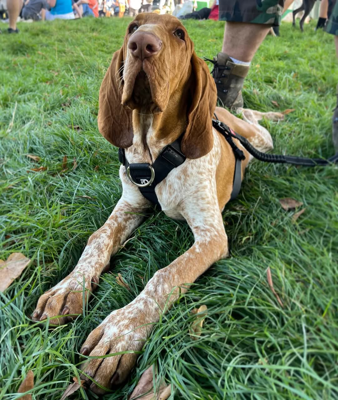 Waterproof dog harness in black by Unknown brand lying on grass.