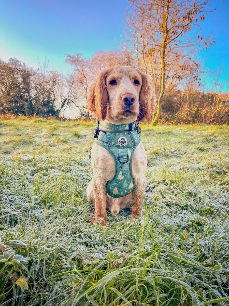 Evergreen dog harness by Rugged Rover, featuring a Christmas tree pattern, seen on a dog in a field with frosted grass.
