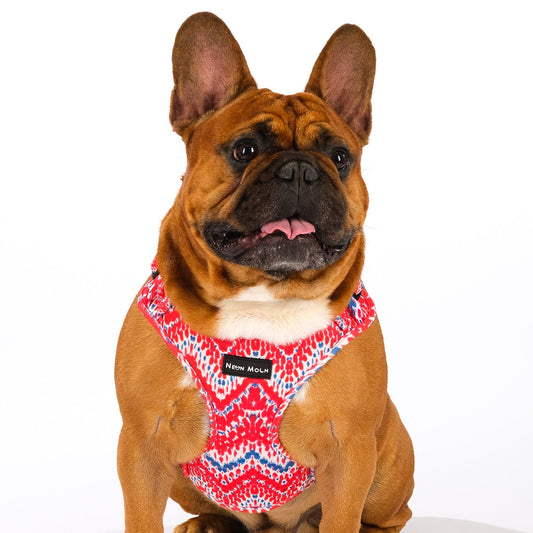 The Tod Mesh Dog Harness