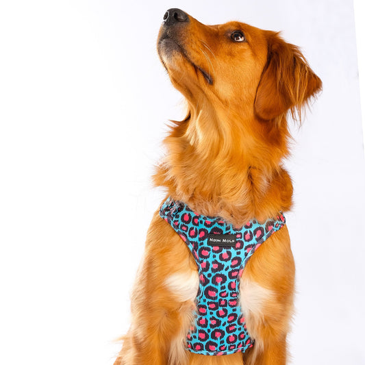 The Willow Mesh Dog Harness