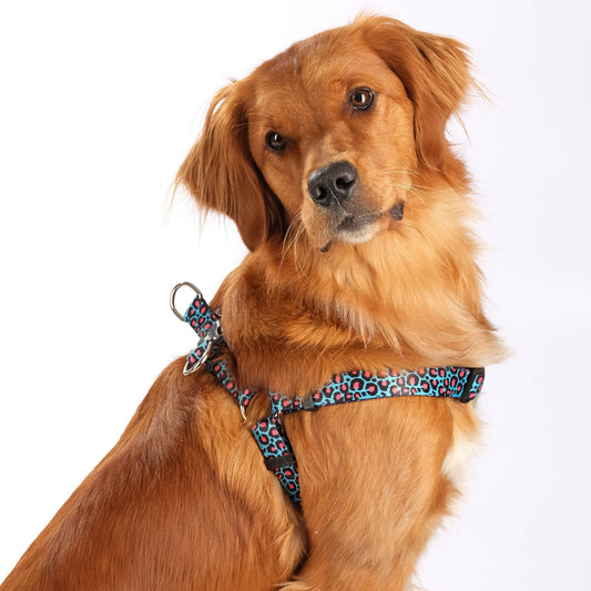 The Willow Step-In Dog Harness