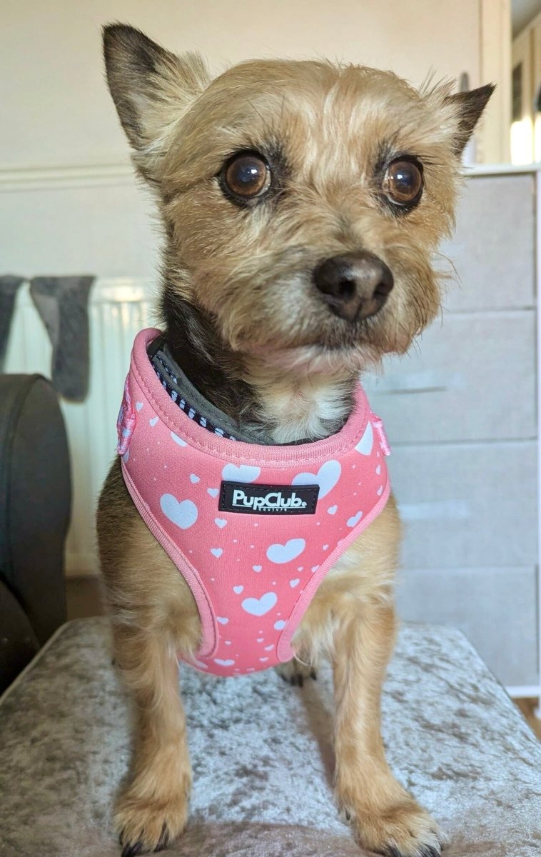 Pink adjustable dog harness with heart pattern by PupClub, worn by a brown terrier mix.