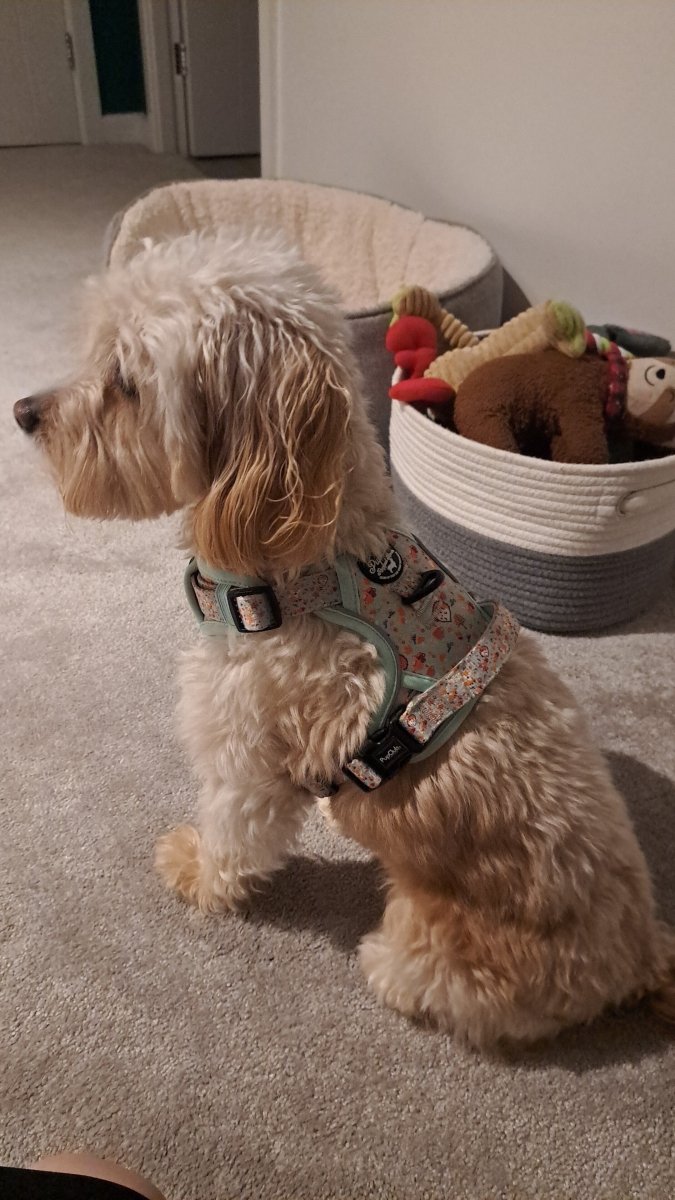 Dog harness with a floral woodland pattern by Rugged Rover, seen on a fluffy dog sitting on carpet.