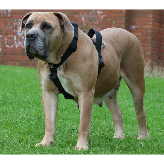 Waterproof Dog Harness